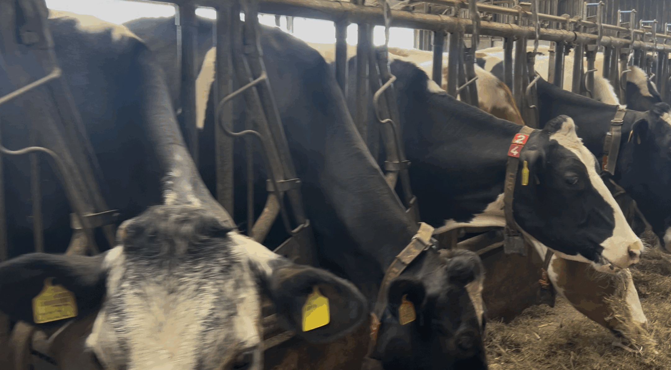 Koeien bij Elza Hoeve dansen zaterdag de wei in